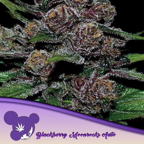 Anesia Seeds - Blackberry Moonrocks Auto